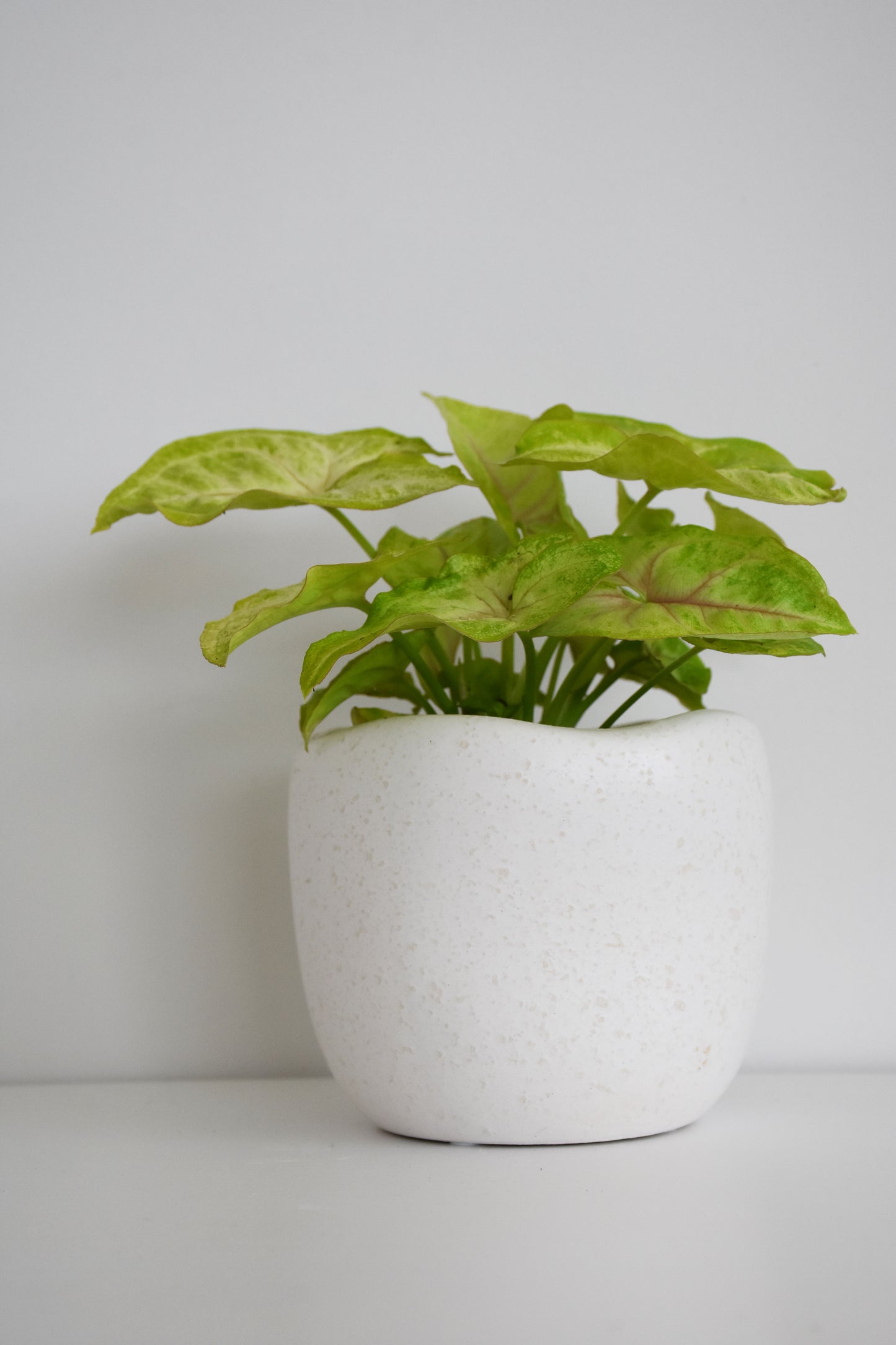 Syngonium White Butterfly in Tusca Pot