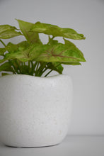 Load image into Gallery viewer, Syngonium White Butterfly in Tusca Pot