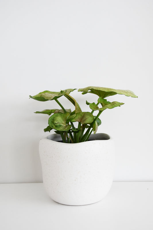 Syngonium Pink Splash in Tusca Pot