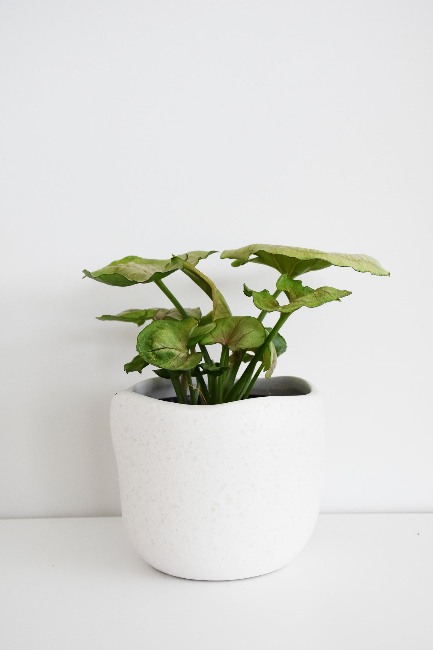 Syngonium Pink Splash in Tusca Pot