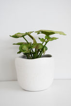 Load image into Gallery viewer, Tusca Pot