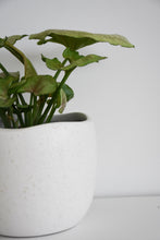 Load image into Gallery viewer, Tusca Pot