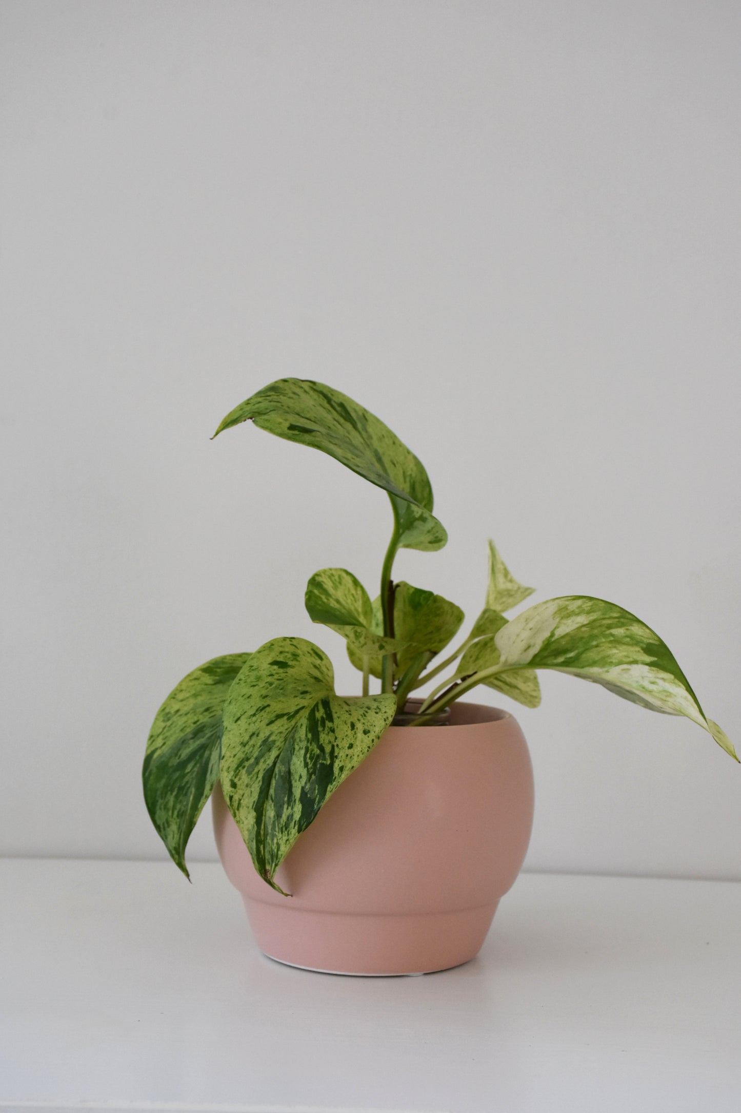 Riva Pot