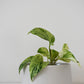 Salma Pot