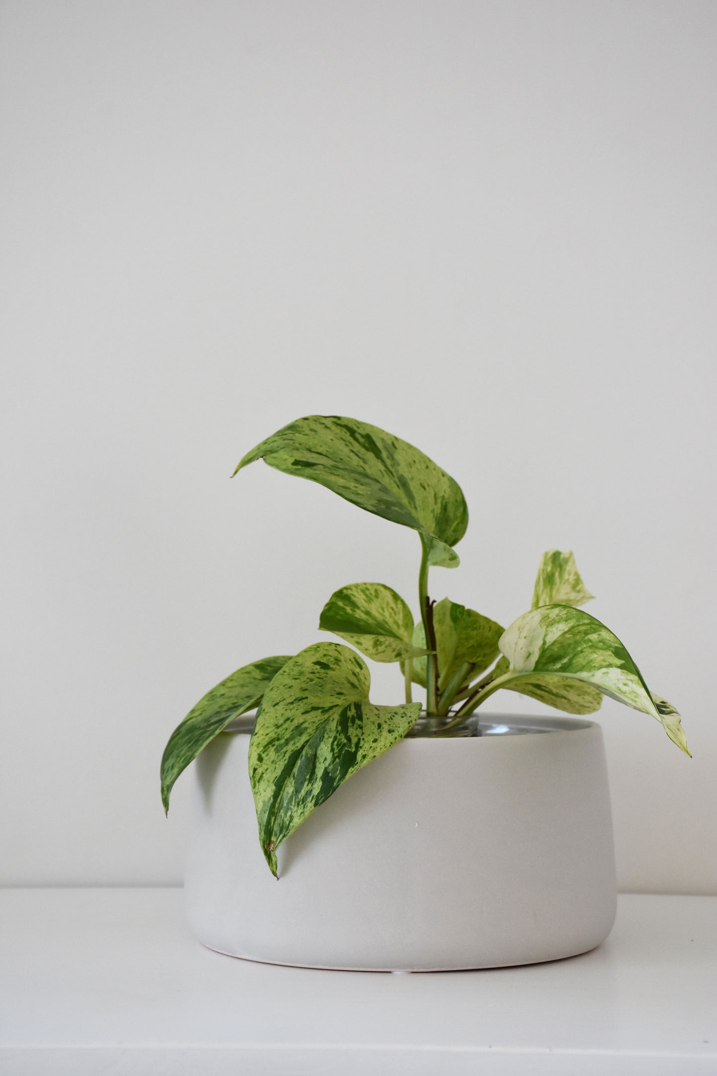Salma Pot