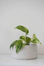 Load image into Gallery viewer, Salma Pot