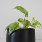 Salma Pot