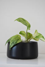Load image into Gallery viewer, Salma Pot