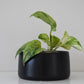 Salma Pot