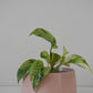 Salma Pot