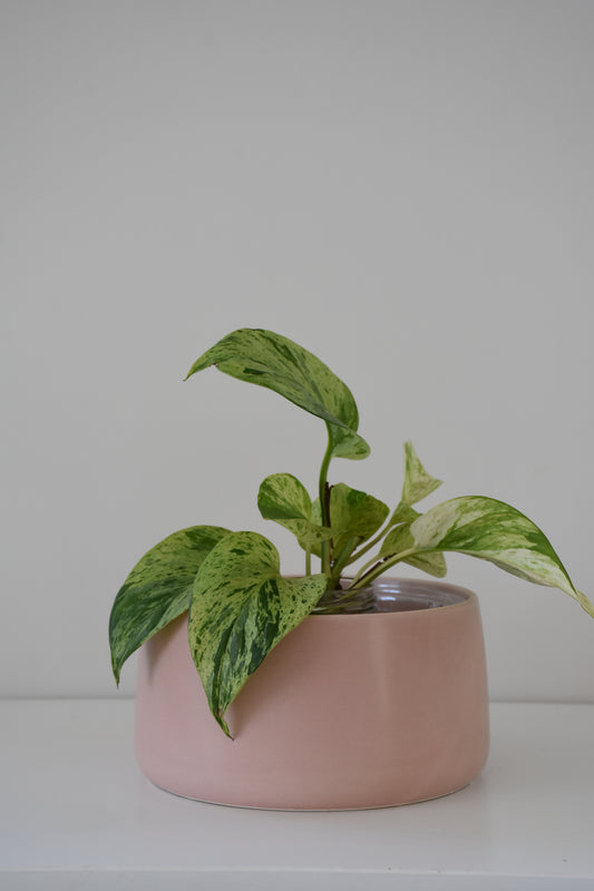 Salma Pot