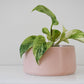 Salma Pot