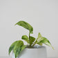 Salma Pot
