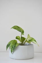 Load image into Gallery viewer, Salma Pot