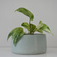 Salma Pot