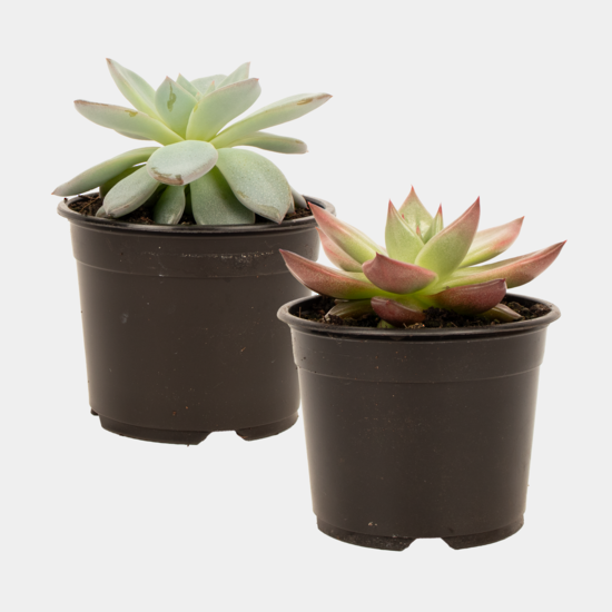 Saucer and Succulent Bundle