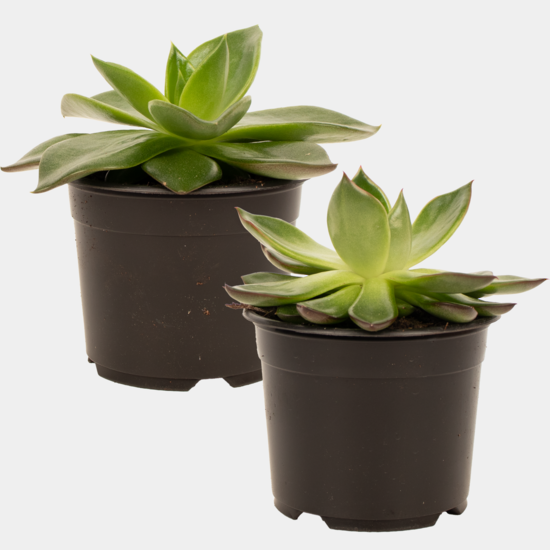 Saucer and Succulent Bundle