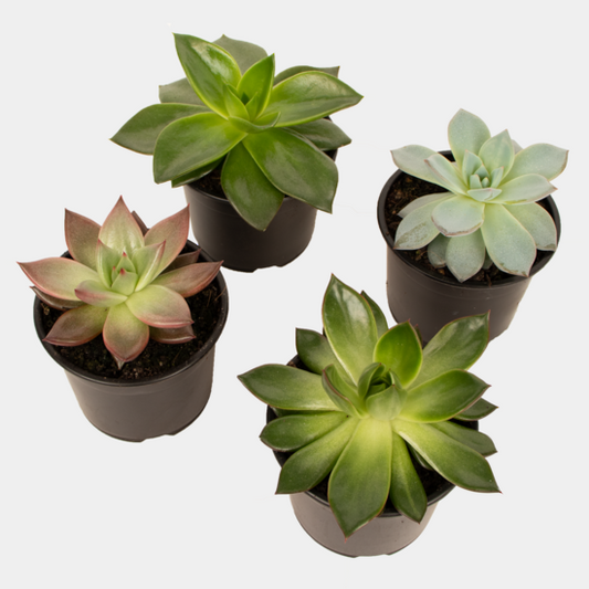 Succulent - Buy 3, get 1 FREE!