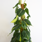 Philodendron Brasil Coir-Pole Pot Plant
