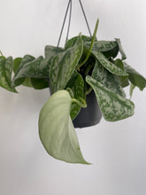 Load image into Gallery viewer, Epipermnum Pictus Trebie Hanging Pot