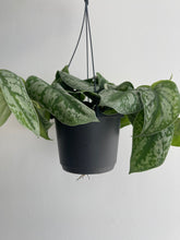 Load image into Gallery viewer, Epipermnum Pictus Trebie Hanging Pot