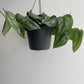 Epipermnum Pictus Trebie Hanging Pot