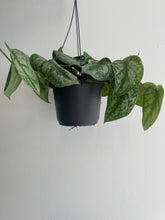 Load image into Gallery viewer, Epipermnum Pictus Trebie Hanging Pot