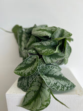 Load image into Gallery viewer, Epipermnum Pictus Trebie Hanging Pot