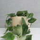 Satin Pothos