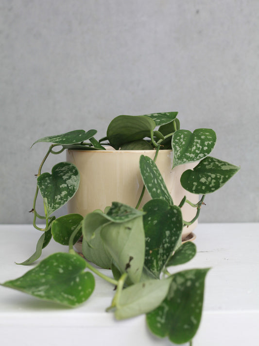 Satin Pothos