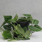 Satin Pothos