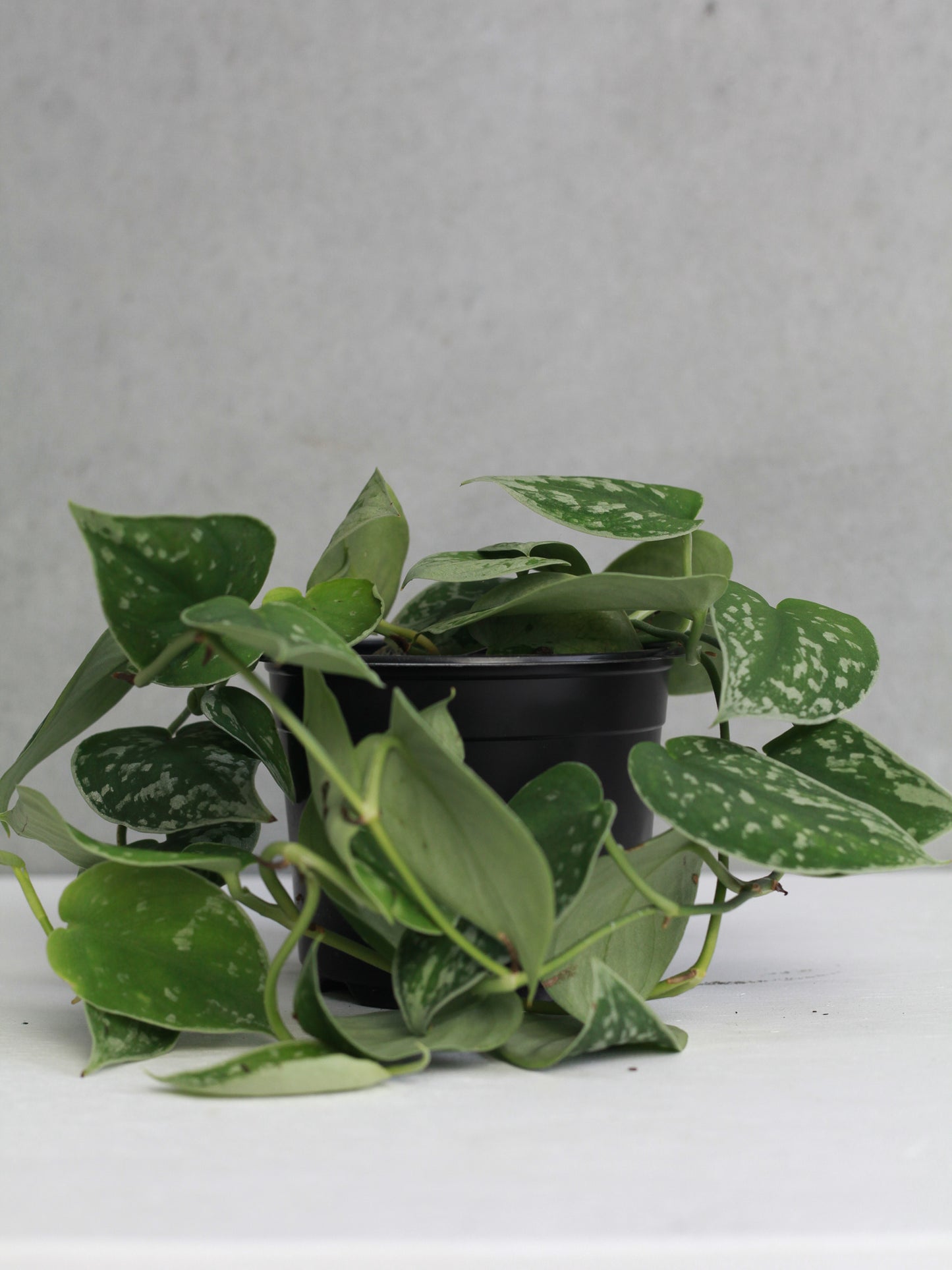 Satin Pothos