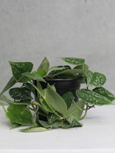 Load image into Gallery viewer, Satin Pothos