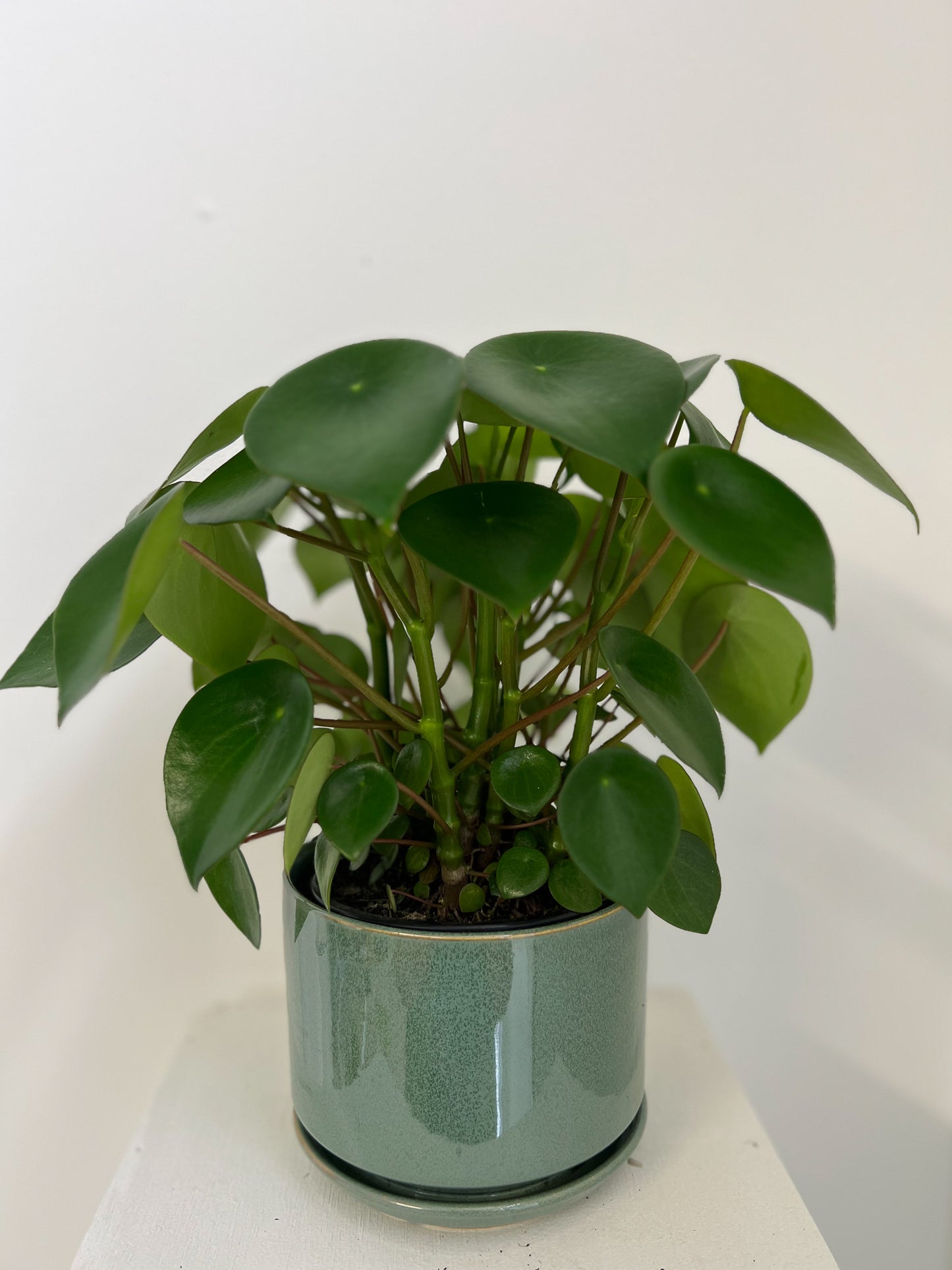 Peperomia Polybotrya