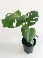 Load image into Gallery viewer, Monstera Deliciosa
