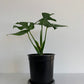 Monstera Deliciosa