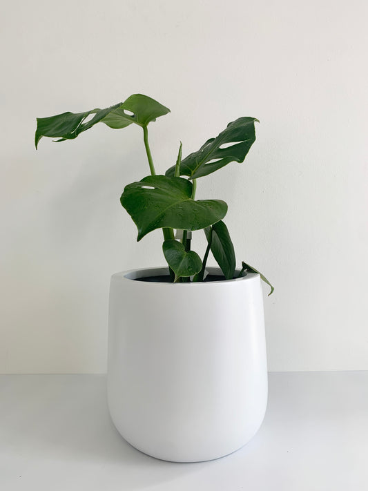 Monstera Deliciosa