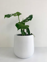 Load image into Gallery viewer, Monstera Deliciosa