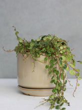 Load image into Gallery viewer, Peperomia 'String of Turtles'