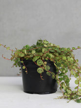Load image into Gallery viewer, Peperomia 'String of Turtles'