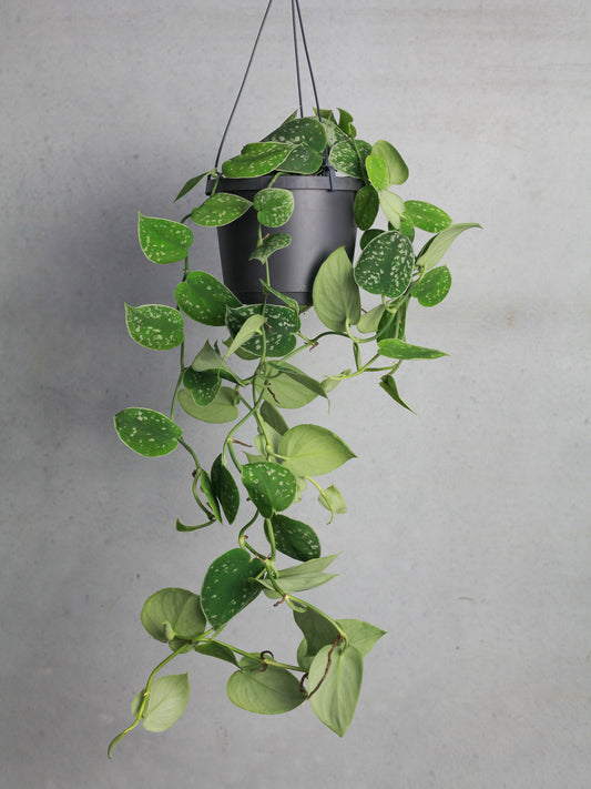 Satin Pothos