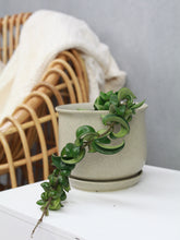 Load image into Gallery viewer, Hoya Hindu Rope
