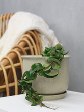 Load image into Gallery viewer, Hoya Hindu Rope