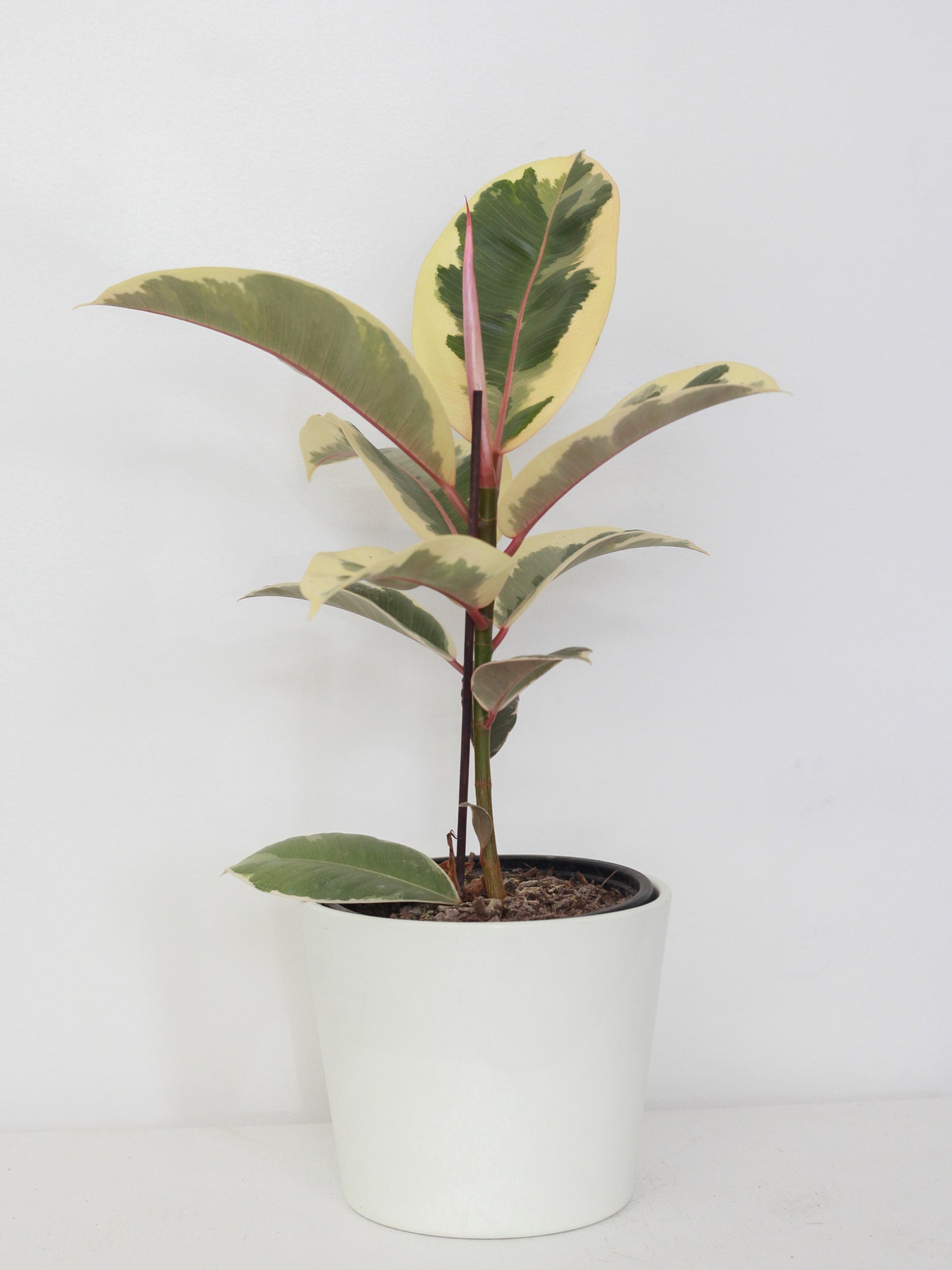 Ficus Elastica Tineke