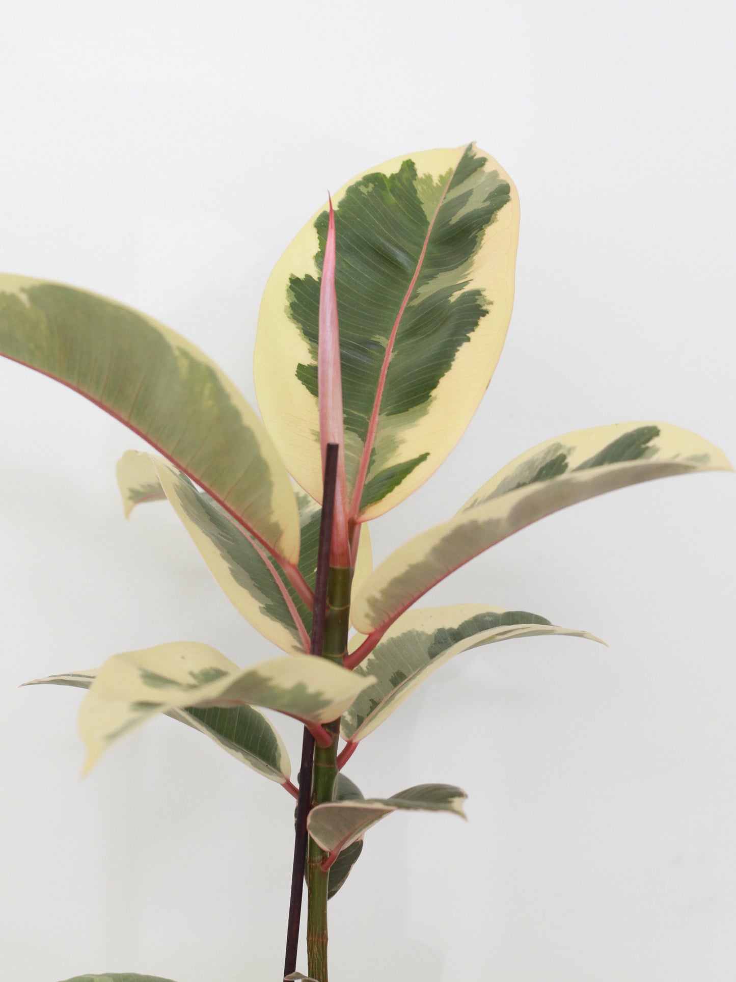 Ficus Elastica Tineke