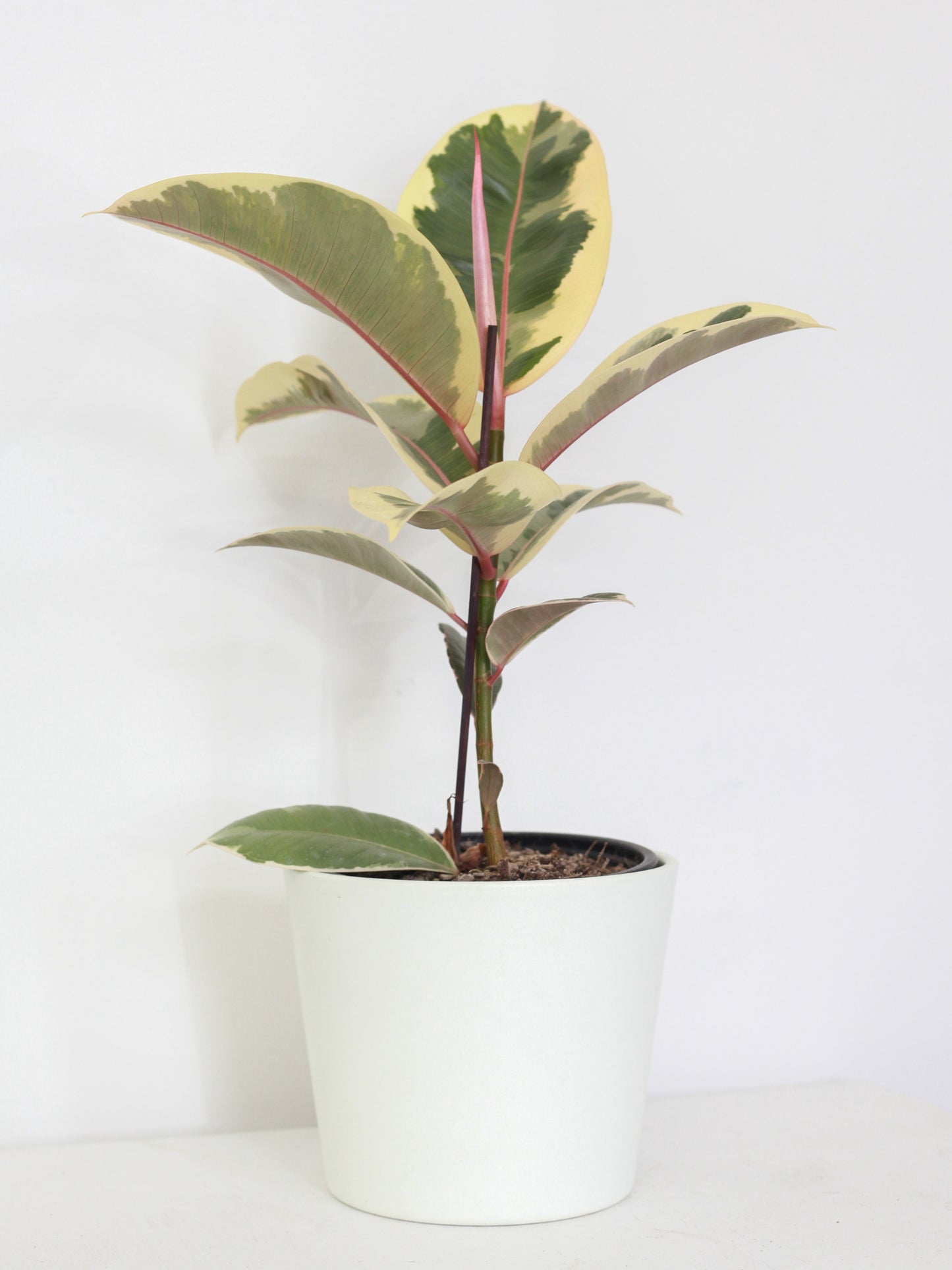 Ficus Elastica Tineke