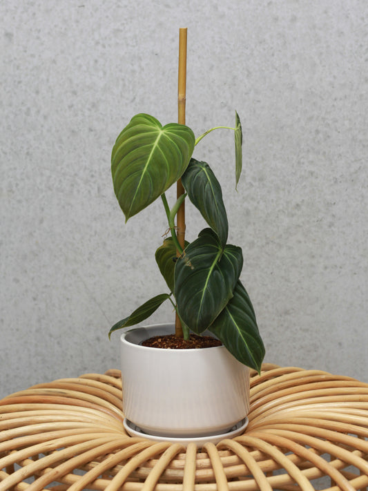 Philodendron Melanochrysum