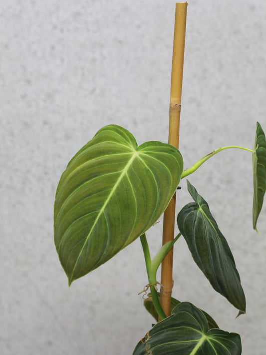 Philodendron Melanochrysum