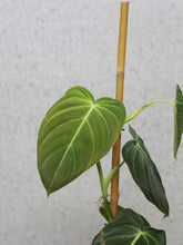 Load image into Gallery viewer, Philodendron Melanochrysum