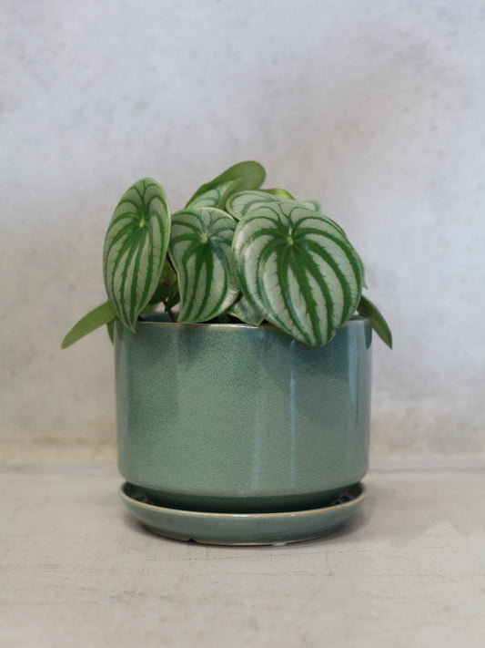 Watermelon Peperomia